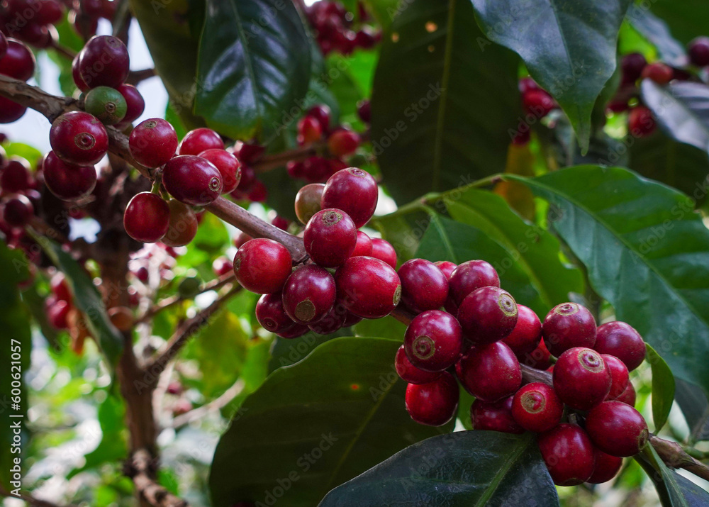 Coffee cherries on a coffee tree. Bourbon tree in Coffee plantation. At Huehuetenango, Guatemala.
