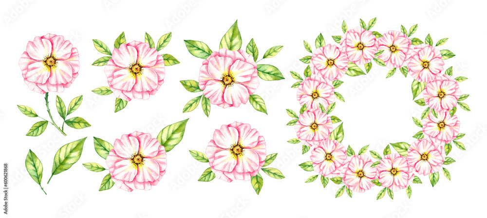 Watercolor set of wild rose flowers on a white background