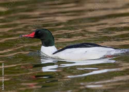 Male Common Merganser