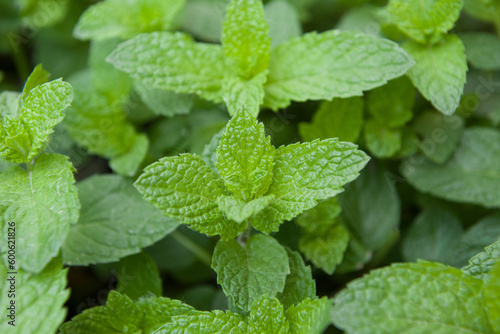 Green Mint Plant Grow Background closeup.mint leaf.
