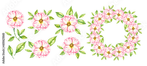 Watercolor set of wild rose flowers on a white background