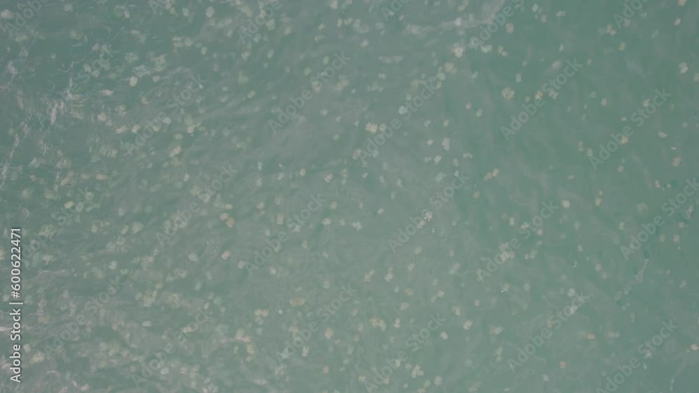 Smack Of Jellyfish In The Sea In New South Wales, Australia. aerial pullback Smack Of Jellyfish In The Sea In New South Wales, Australia. aerial pullback