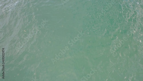 Smack Of Jellyfish Under The Sea At Collaroy Beach In New South Wales, Australia. aerial photo