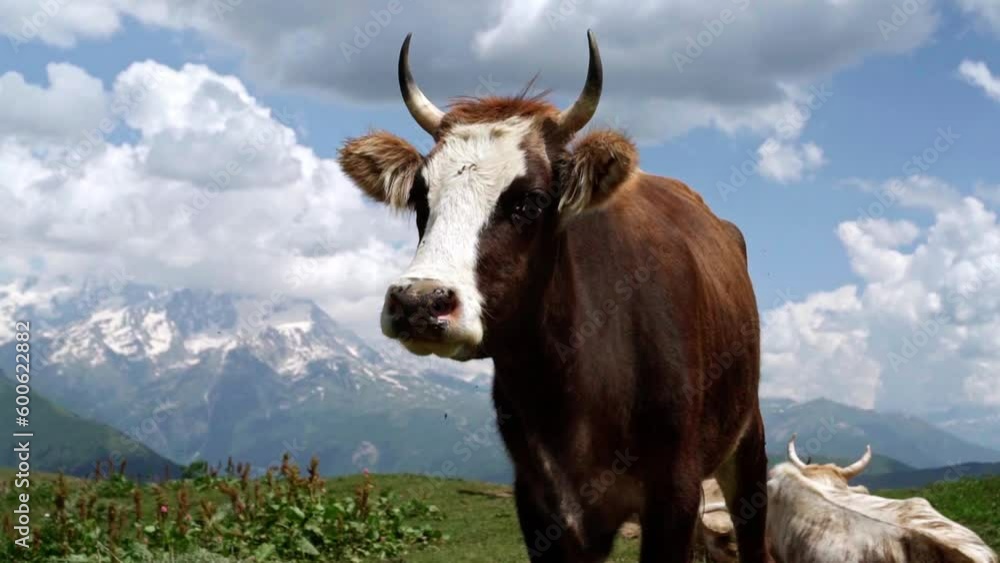 Brown cow with big horns standing and swinging her tail with her eyes full of flies in a cloudy mountain landscape and greenery and one light brown cow laying behind