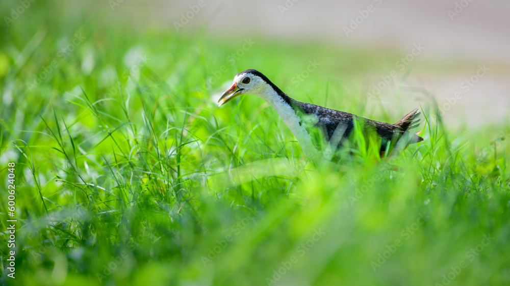 Cute White-breasted Waterhen carrying a rice grain in its beak, bringing food for chicks, walking through the green grass. Cute White-breasted Waterhen carrying a rice grain in its beak, bringing food for chicks, walking through the green grass.