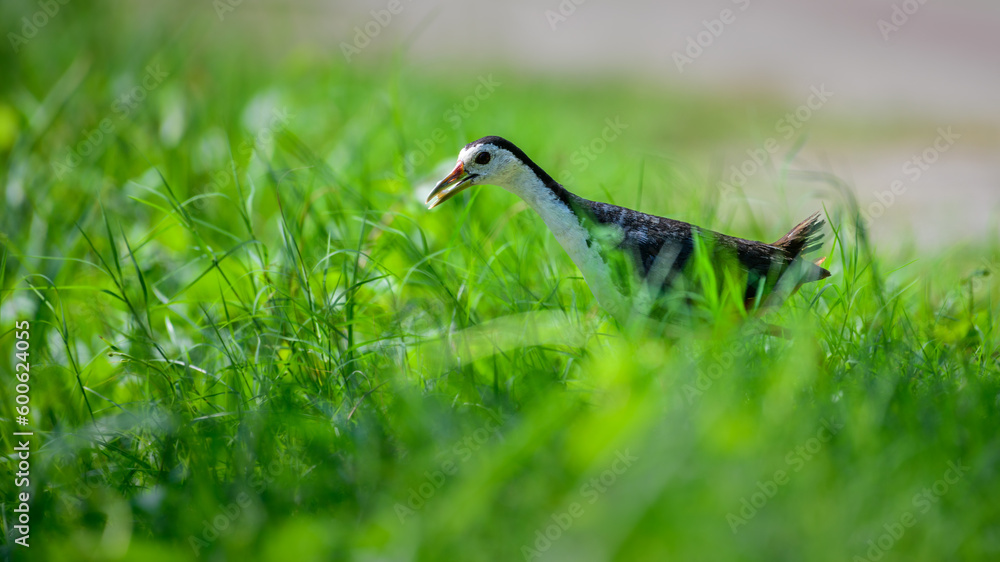 Cute White-breasted Waterhen carrying a rice grain in its beak, bringing food for chicks, walking through the green grass. Cute White-breasted Waterhen carrying a rice grain in its beak, bringing food for chicks, walking through the green grass.
