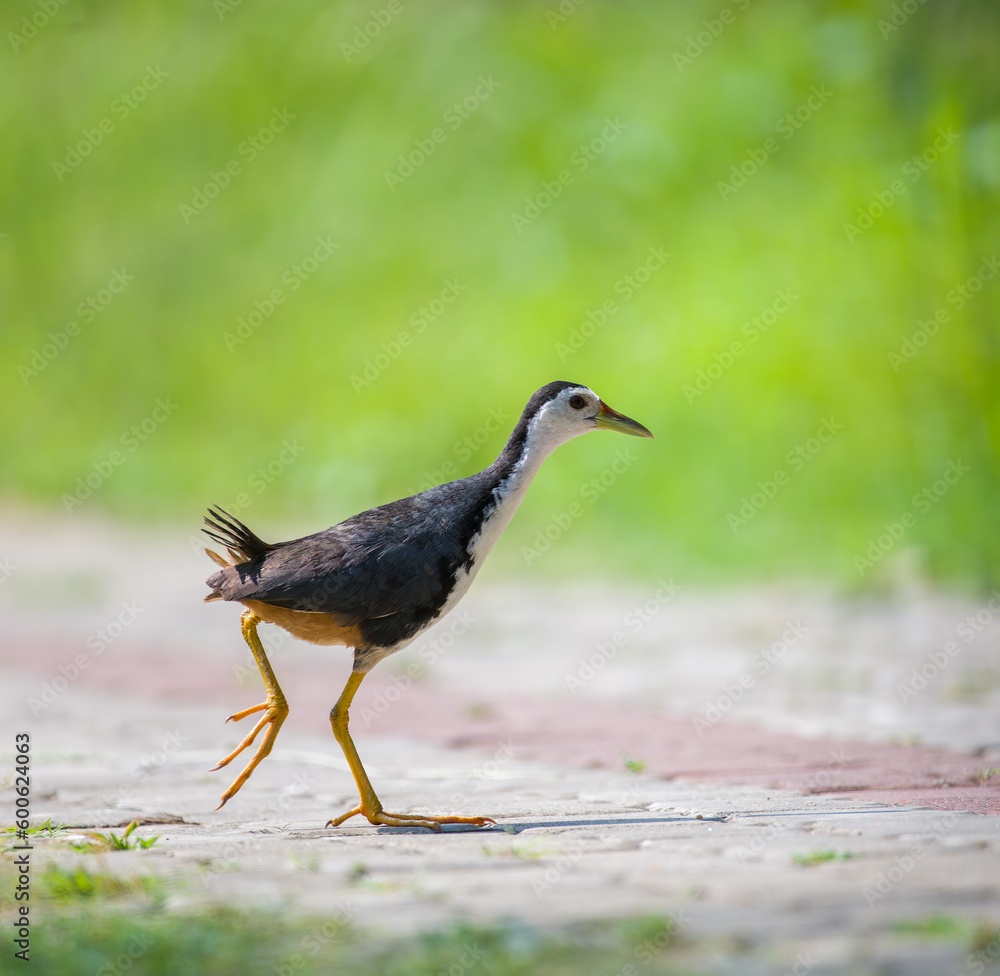 Obraz premium White-breasted Waterhen crosses the road to search for food. soft natural bokeh background.