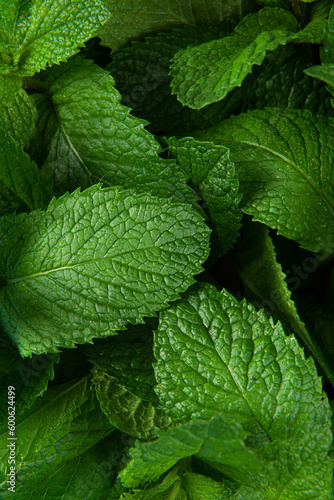 Green Mint leaf Grow Background closeup.