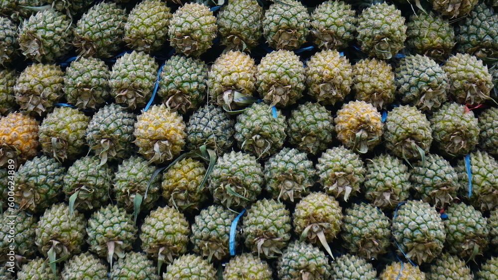 Pineapple tree (Ananas comosus) with a natural background. Exotic tropical fruit. Indonesian call it nanas Pineapple tree (Ananas comosus) with a natural background. Exotic tropical fruit. Indonesian call it nanas