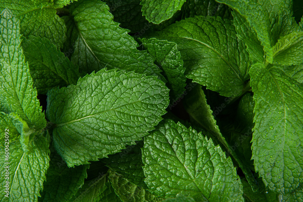 Green Mint leaf Grow Background closeup. Green Mint leaf Grow Background closeup.