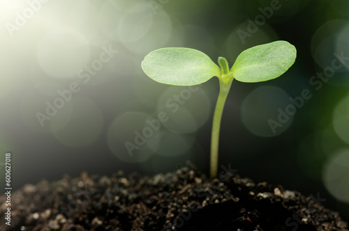 Environmental sustainability concept. Sunflower seedling and bright bokeh background.