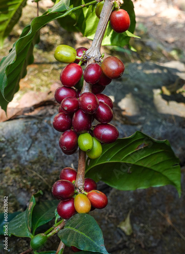 Coffee cherries on coffee tree. Pacamara tree in Coffee plantation. At Huehuetenango, Guatemala.