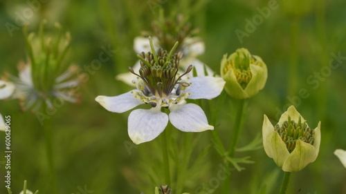 flowers in the meadow