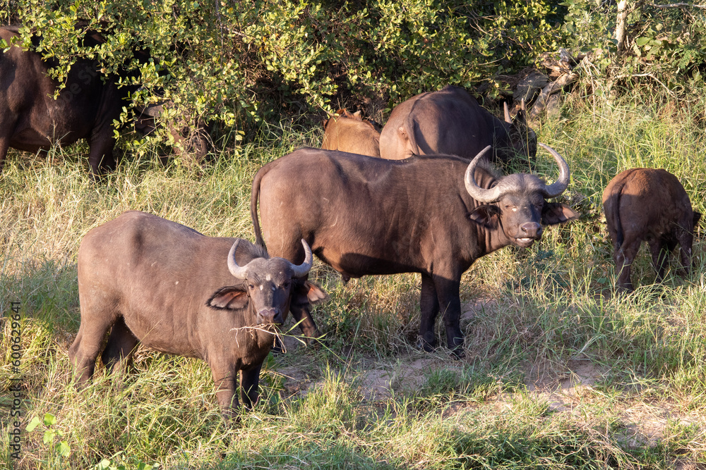 Cape buffalo graze on green grass in a dry riverbed in the African wilderness Cape buffalo graze on green grass in a dry riverbed in the African wilderness