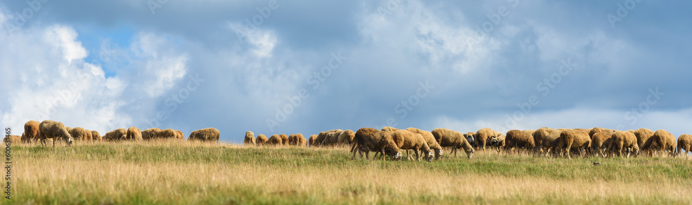 Obraz premium Flock of sheep is grazing on pasture field on a free range dairy farm land in Zlatibor region, Serbia