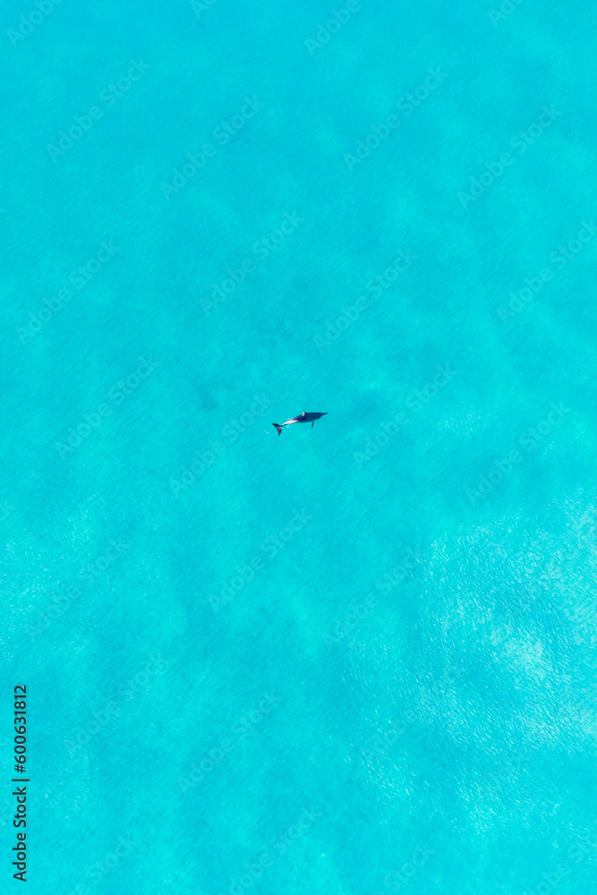 Aerial view of Dolphin swimming underwater in crystal clear turquoise water in Margaret River, Western Australia, Australia. Playful Dolphin in blue ocean. Top View, Coastal, seascapes.