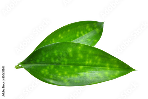 close up of green leaf isolated, png file