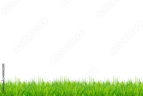 Green grass on white background with clippingpath