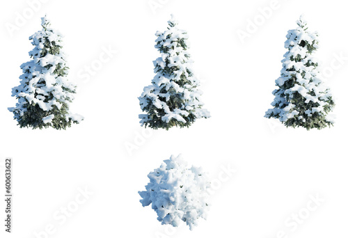 Tree winter snowy cutout png Cedrus