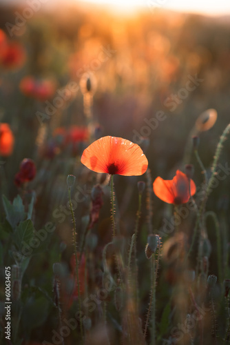 Summer sunset over beautiful poppy meadow.