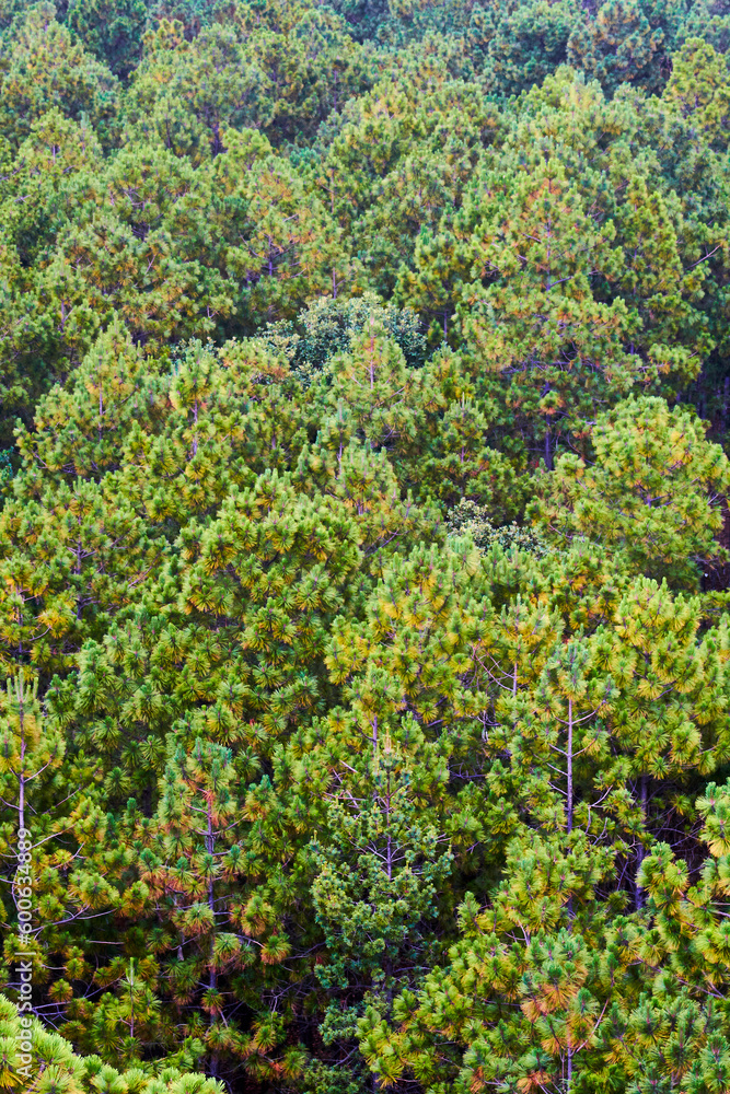 forest background with texture of trees in mexiquillo durango forest background with texture of trees in mexiquillo durango