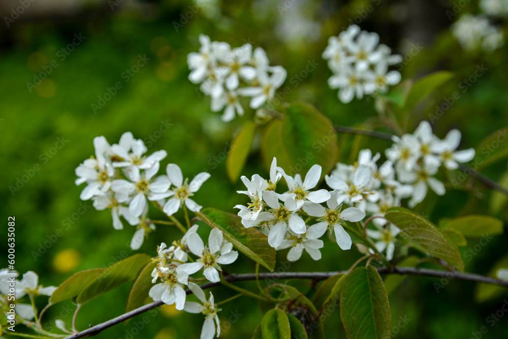 White blossoms of Amelanchier canadensis, serviceberry, shadberry or June berry tree