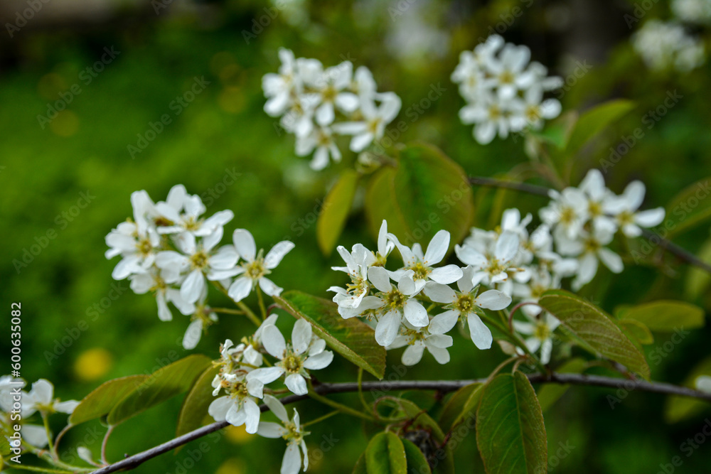White blossoms of Amelanchier canadensis, serviceberry, shadberry or June berry tree White blossoms of Amelanchier canadensis, serviceberry, shadberry or June berry tree