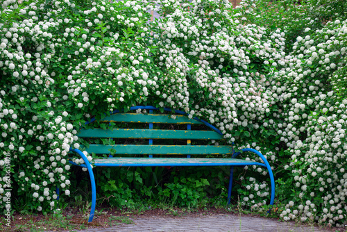 A bench in the park under a shrub blooming with white flowers, no one.