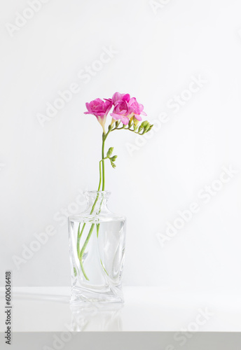 pink freesia in glass vase on white background
