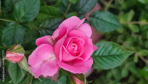 pink roses in garden photo