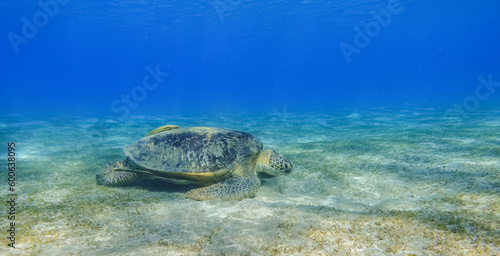 green sea turtle eating seagrass at the seabed in deep blue water during diving in marsa alam panorama