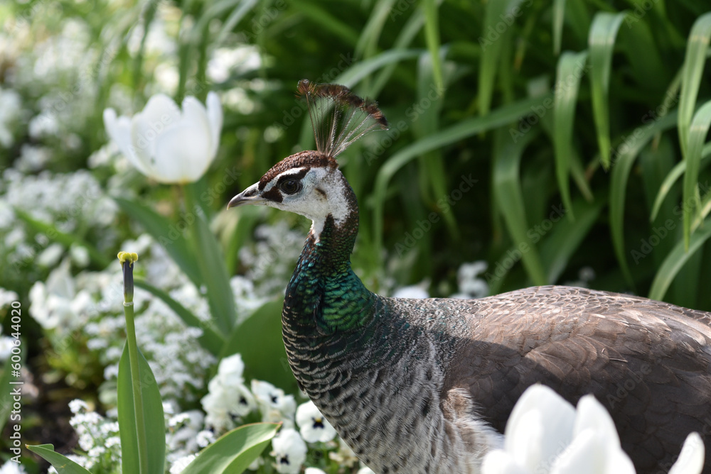 Closeup of a female indian peafowl, Kassel, Germany Closeup of a female indian peafowl, Kassel, Germany