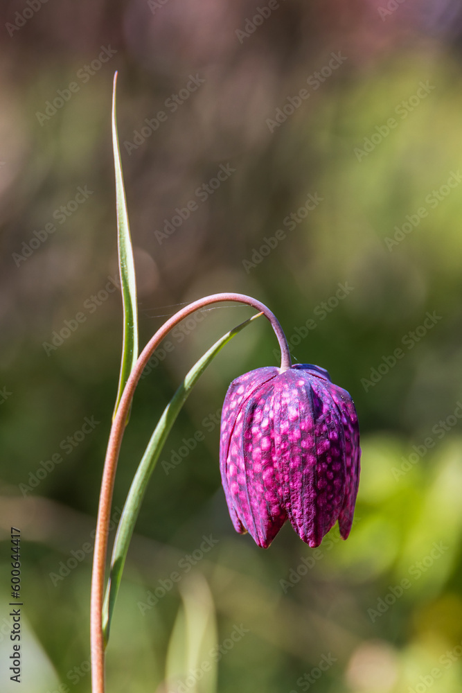 Single Fritillaria flower a sunny spring day Single Fritillaria flower a sunny spring day