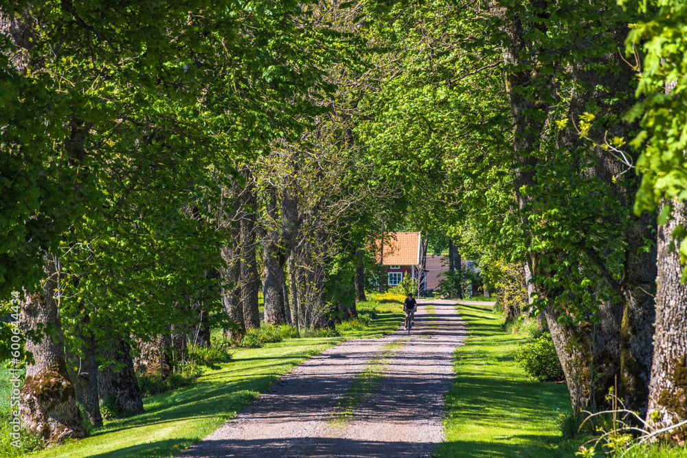 Cyclist in a lush green beautiful leafy avenue of trees