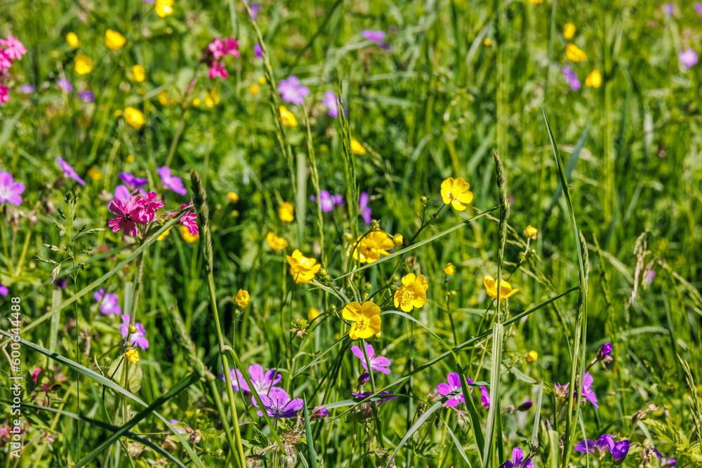 Wild flowers flowering on a meadow a sunny day