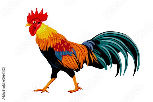 rooster isolated on white