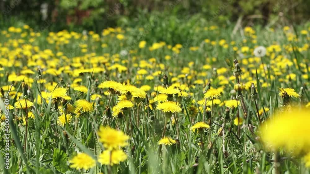 Field of yellow dandelions in early spring, spring landscape Field of yellow dandelions in early spring, spring landscape