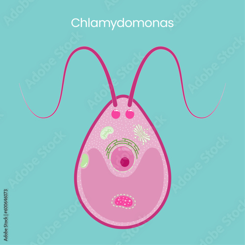 Chlamydomonas science vector illustration graphic
