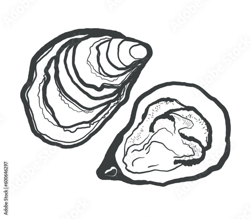 Black and white illustration of oysters isolated on a white background. Vector graphics of shellfish.