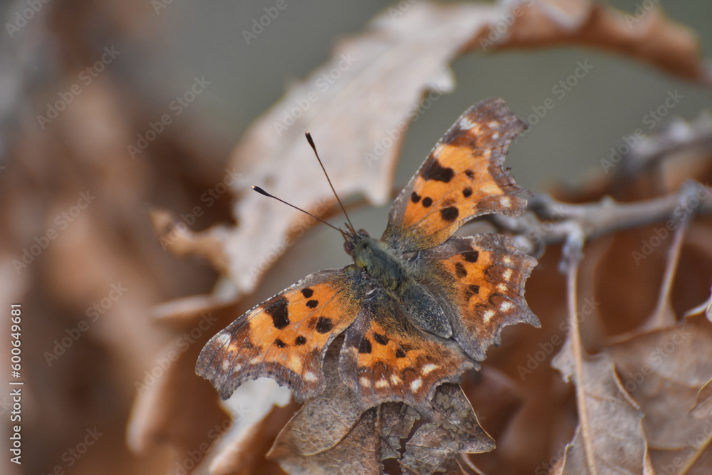Obraz premium Comma Butterfly (Polygonia c-album) close up. Common butterfly in forest