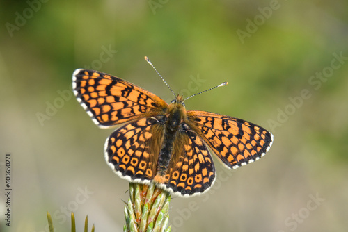 Melitaea cinxia, Glanville Fritillary butterfly on wild flower. Colorful butterfly isolated on green meadow