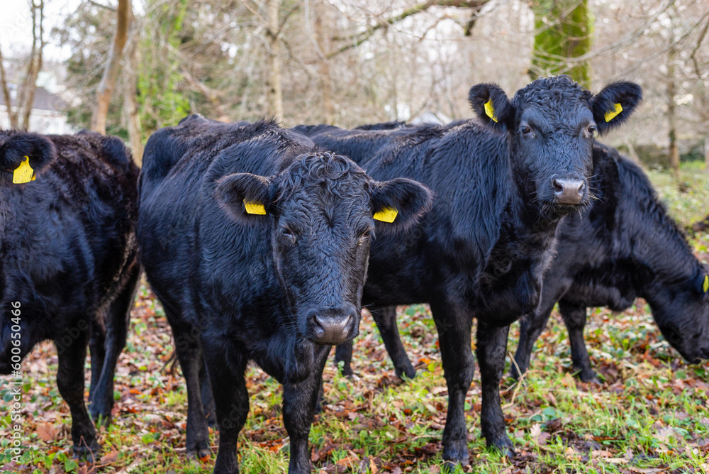 Happy Grazing Cows: Quality Meat and Animal Welfare Happy Grazing Cows: Quality Meat and Animal Welfare