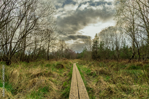 Wallpaper Mural stunning landscape of a swamp with a wooden boardwalk leading towards the horizon. Torontodigital.ca