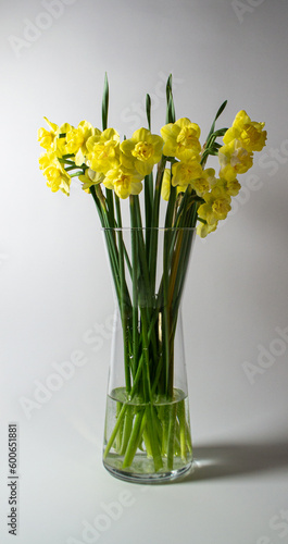 yellow daffodils in vase