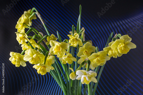 yellow daffodil flowers on a darck background