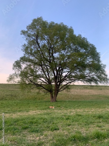 大きな桜の木と犬 photo