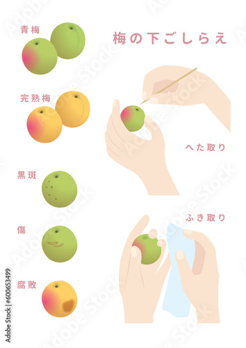 梅の下準備・下ごしらえ