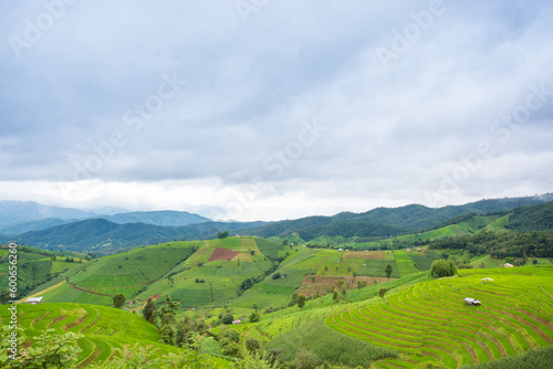 Green Terraced Rice Field, green rice fields in the countryside in Chiang Mai, Thailand.