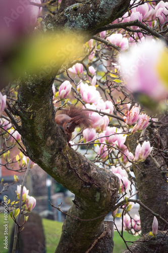 Squirell sitting in magnolia tree in full bloom at Universitetsplatsen in Lund Sweden photo