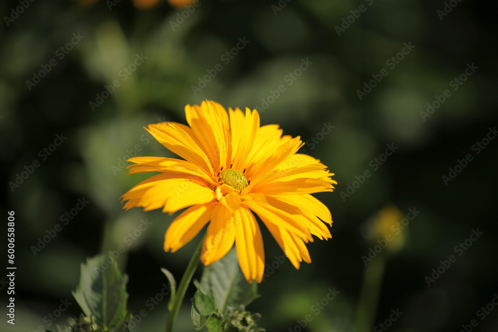A yellow flower with long stems A yellow flower with long stems
